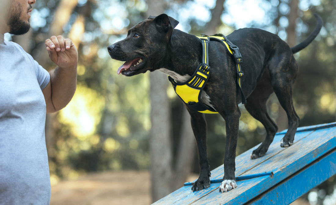 10 Essential Dog Training Tips for a Well-Behaved Pup