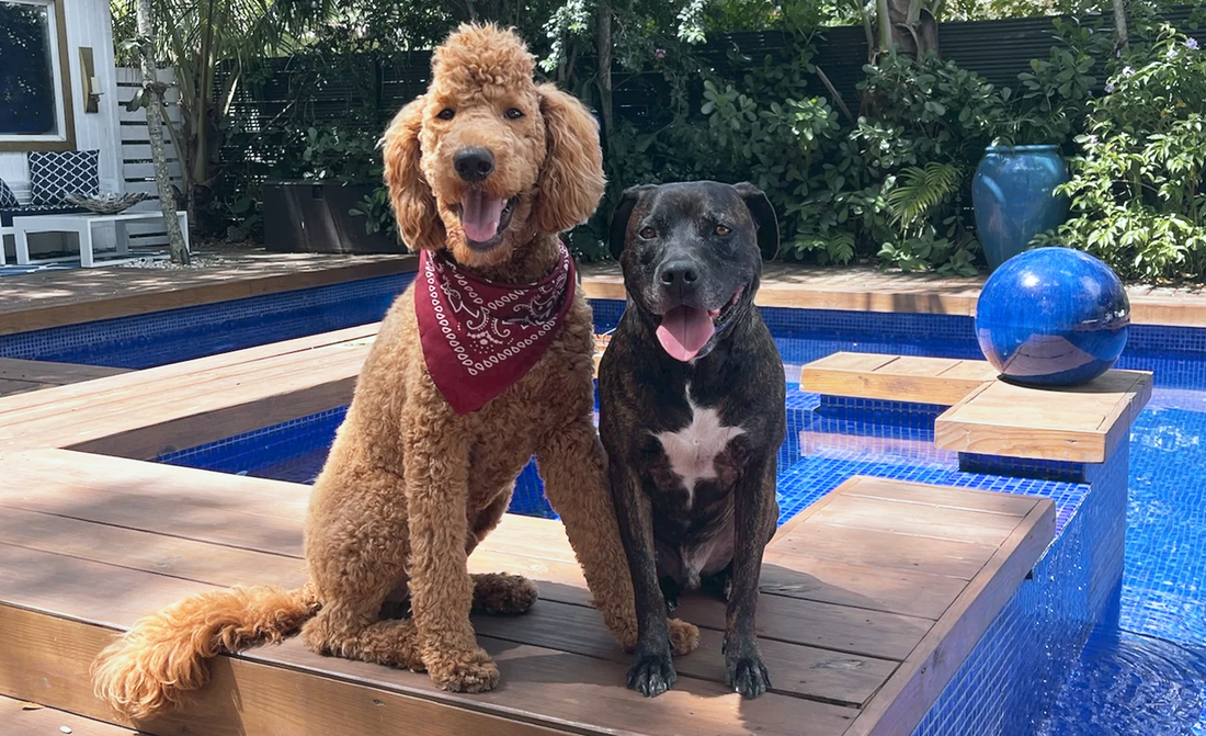 5 Simple Ways to Improve Your Dog’s Health and Happiness